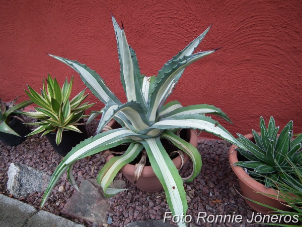 Agave americana medio-picta alba